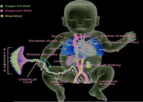 臍靜脈充氧血|胎兒血液循環(Fetal circulation)